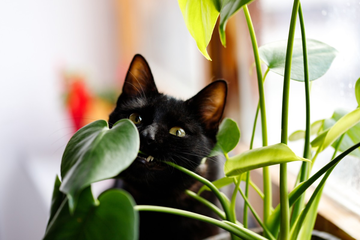 XXL-Liste: Giftige Pflanzen für Katzen, inkl. Tipps