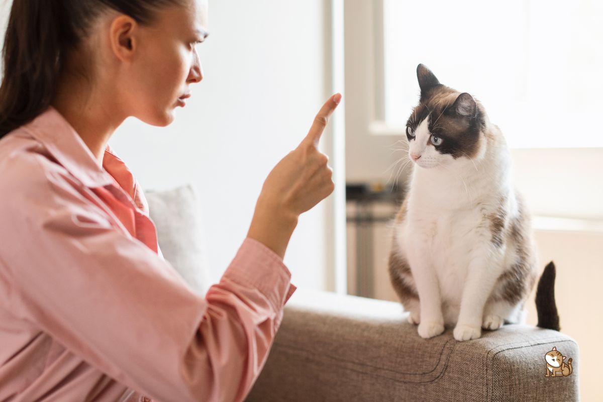 Katze ignorieren als Strafe – gute oder schlechte Idee