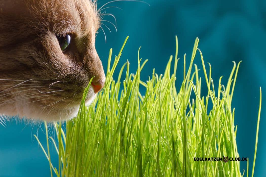 Katze frisst Gras: Was steckt dahinter?