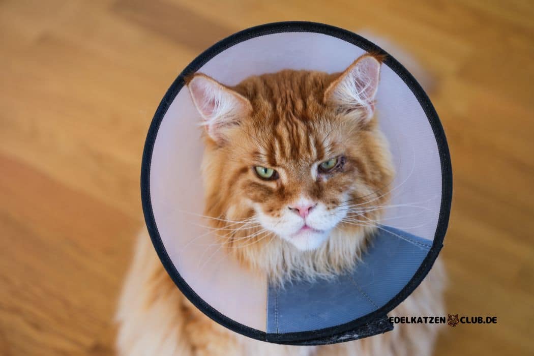 Katze trinken mit Halskrause: Die besten Tipps